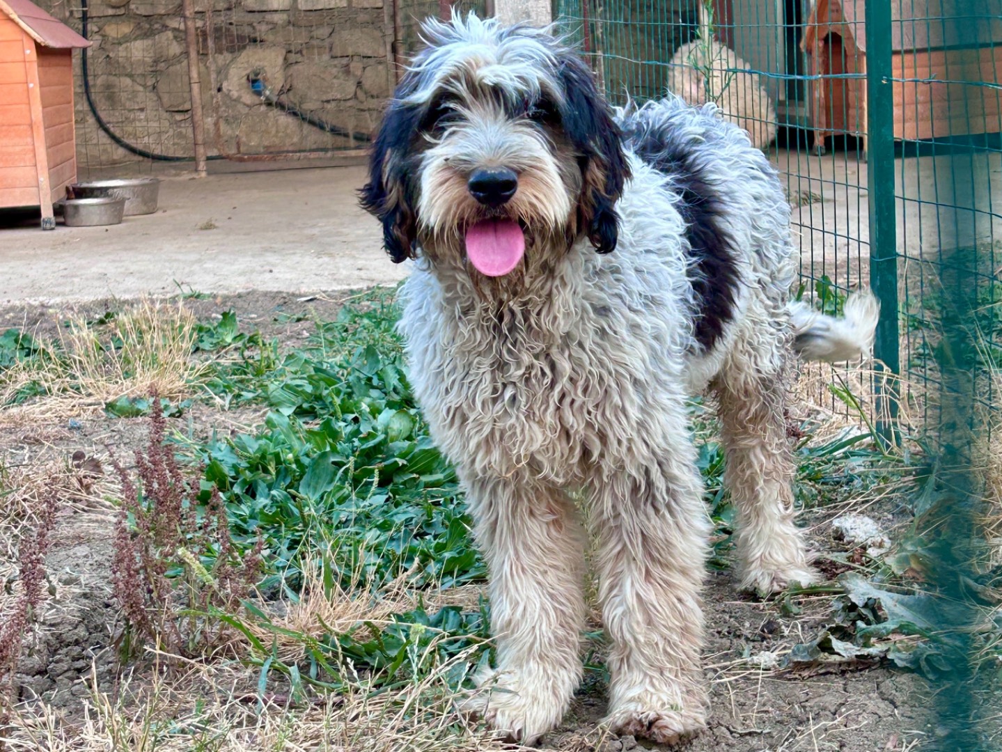 Adozione cane, maschio, Razza sconosciuta Razza sconosciuta, 6 mesi, taglia media, Chieti