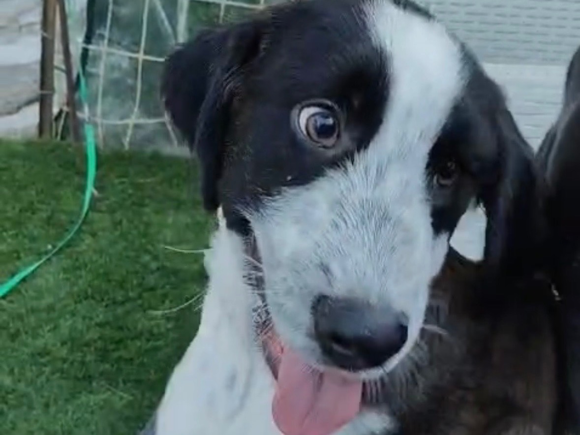 Adozione cane, maschio, Razza sconosciuta Razza sconosciuta, 4 mesi, taglia media, Torino