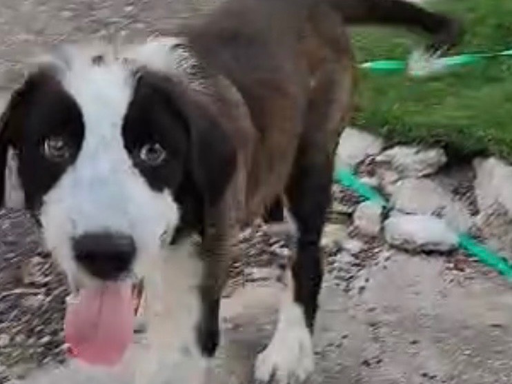 Adotta un cane, maschio, 4 mesi, Torino