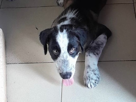 Adotta un cane, taglia media, maschio, Torino