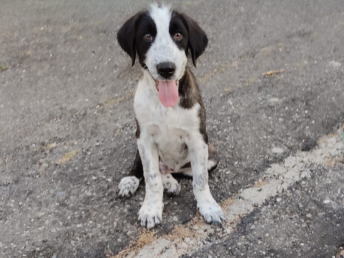 Vuoi adottare un cane a Torino?