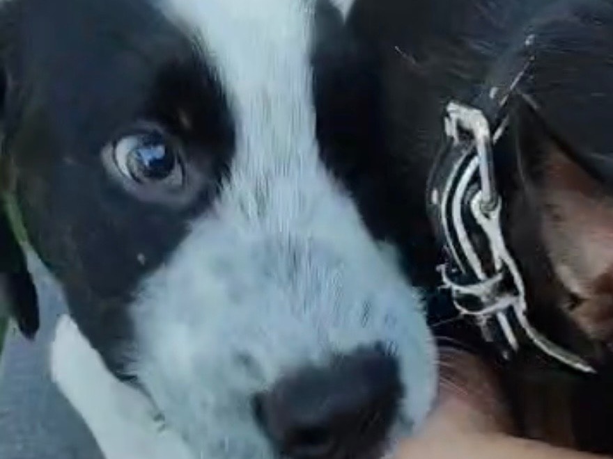 Adotta il cane TOBIAS a Torino