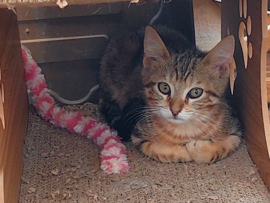 Adozione gatto, femmina, Razza sconosciuta Razza sconosciuta, 2 mesi, taglia non valida, Crotone