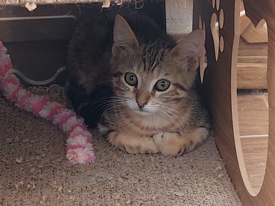 Adotta un gatto, femmina, 2 mesi, Crotone