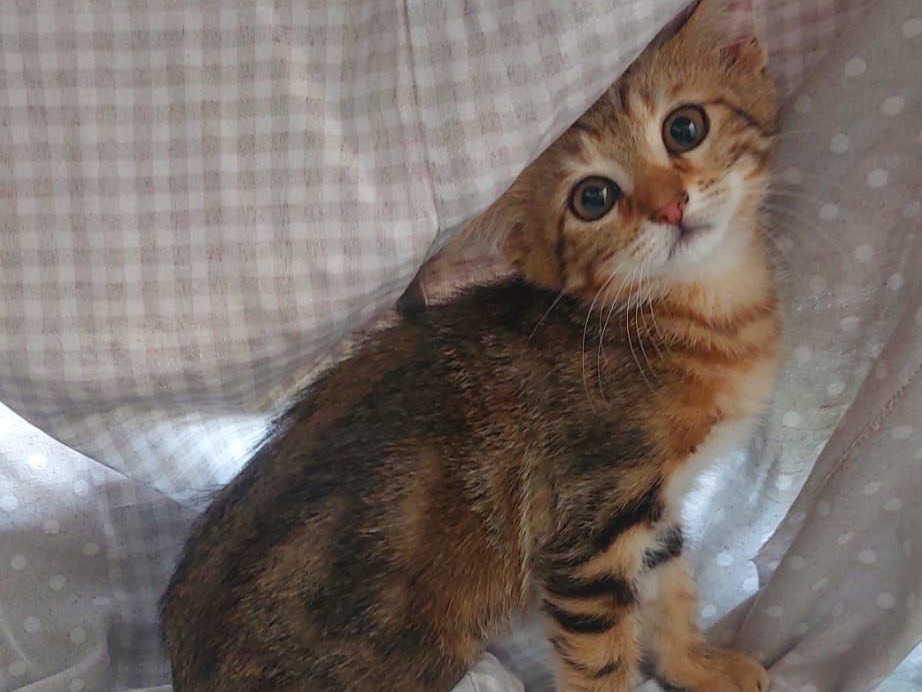 Adotta un gatto, taglia non valida, femmina, Crotone