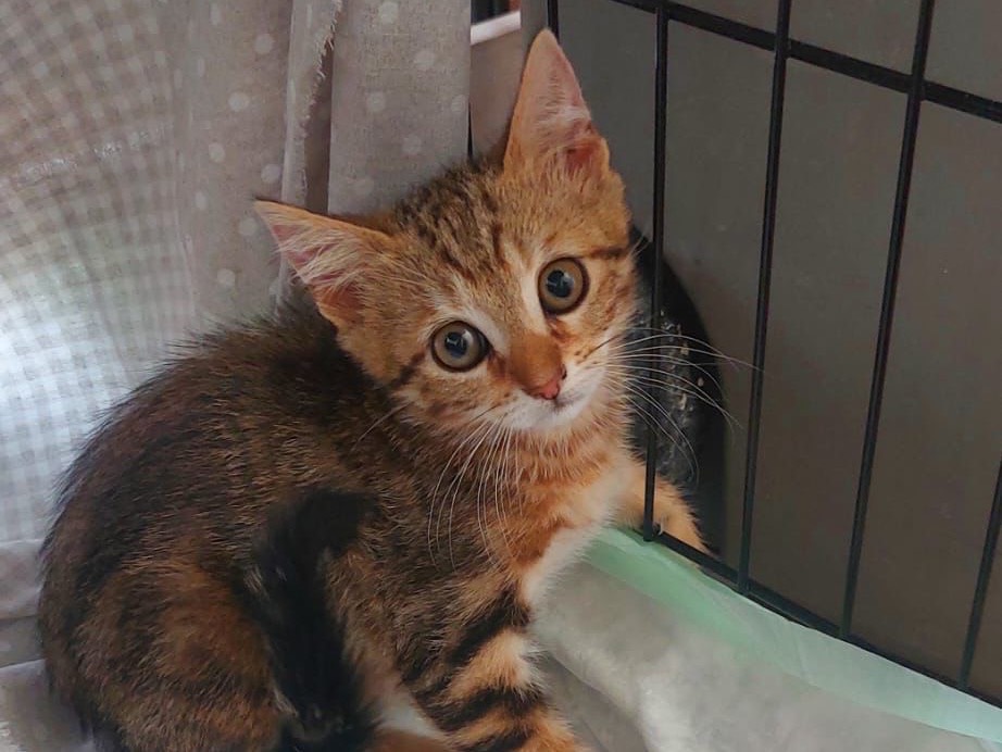 Vuoi adottare un gatto a Crotone?