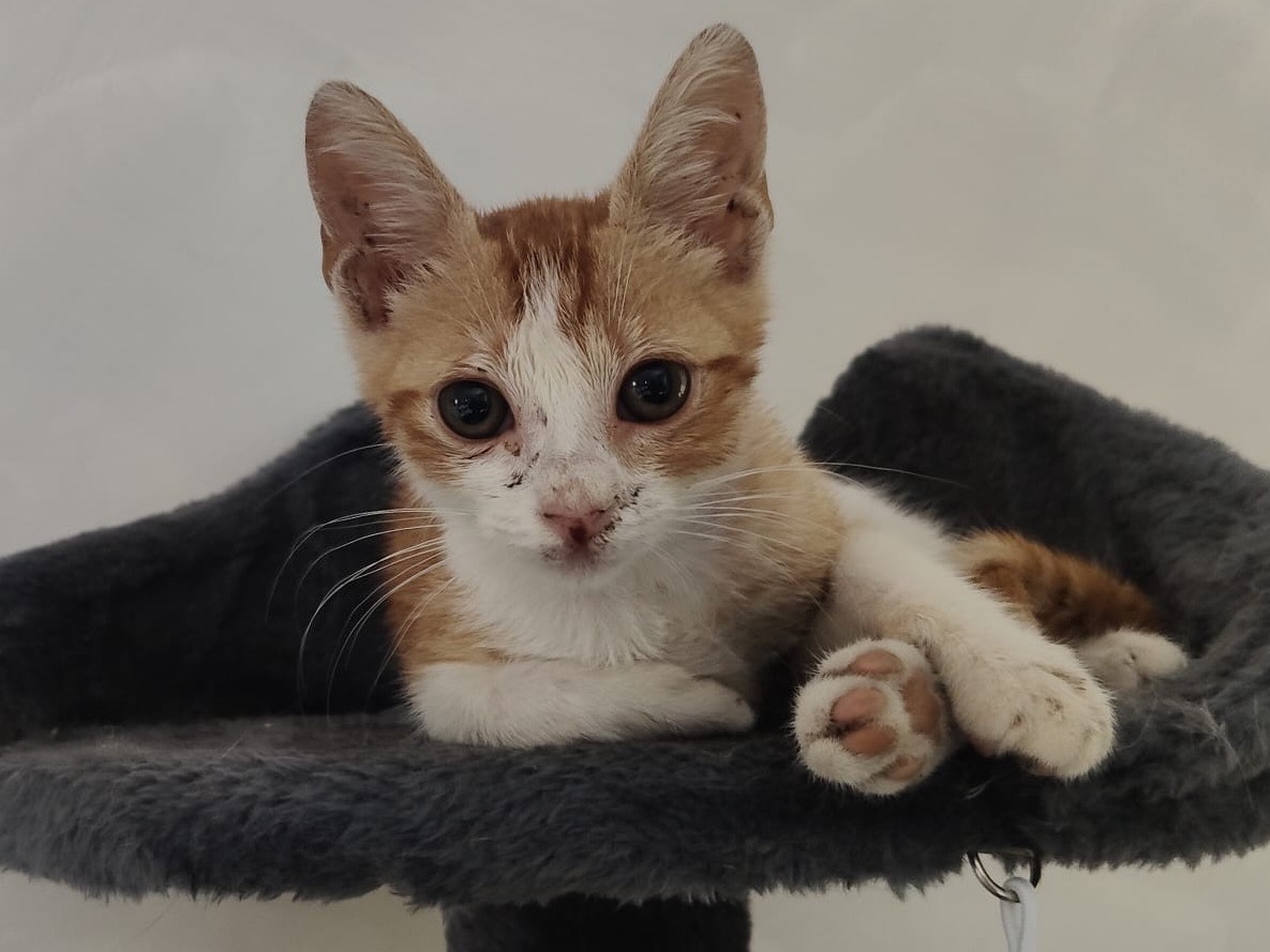 Adozione gatto, maschio, Razza sconosciuta Razza sconosciuta, 3 mesi, taglia non valida, Crotone