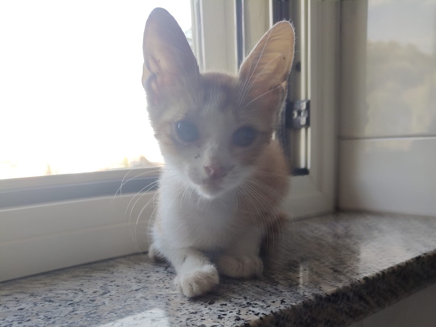 Adotta un gatto, maschio, 3 mesi, Crotone