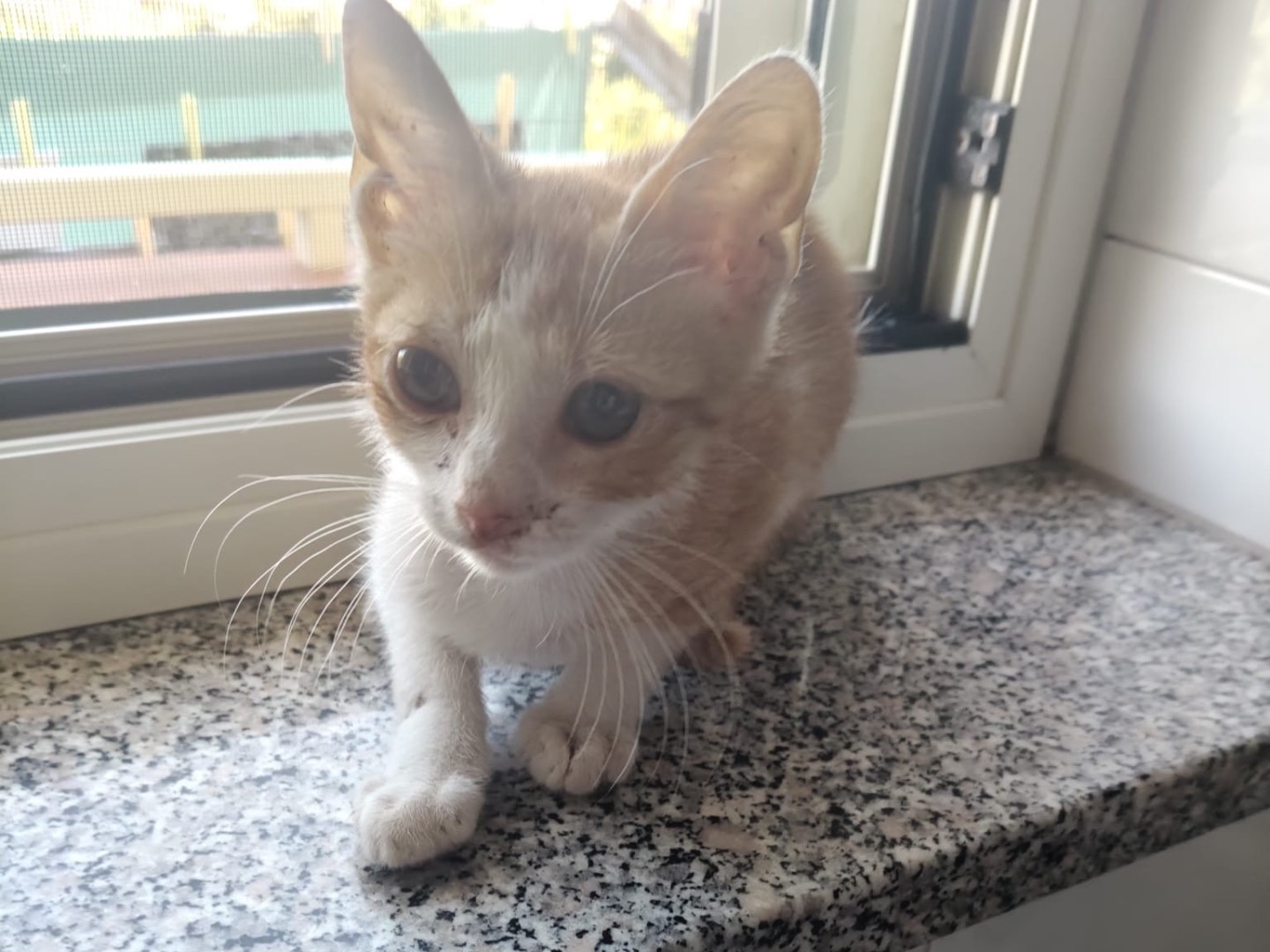 Adotta un gatto, taglia non valida, maschio, Crotone