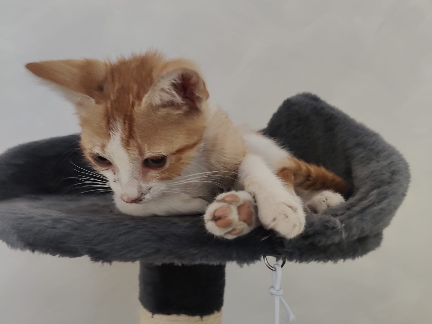 Vuoi adottare un gatto a Crotone?