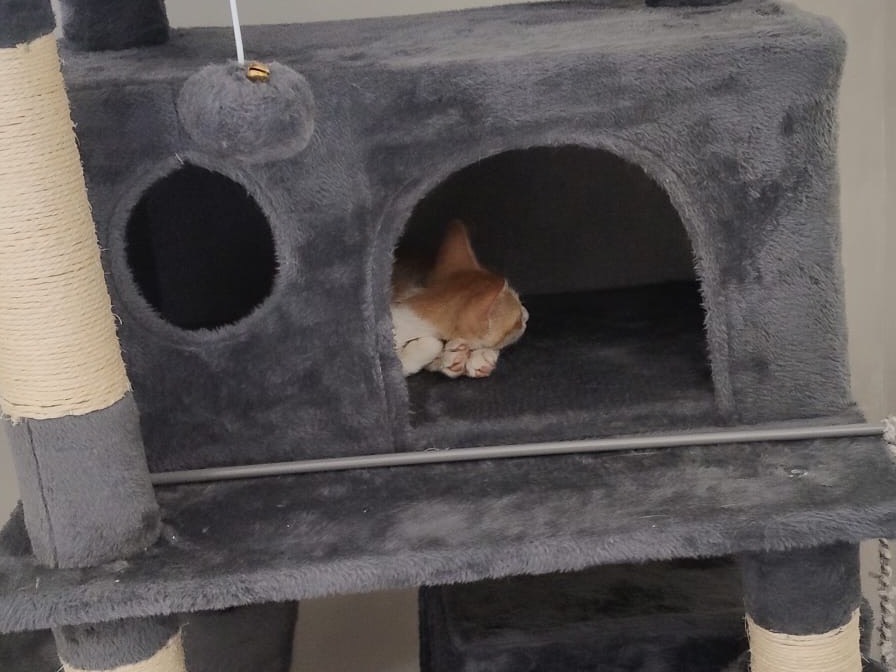 Adotta il gatto FLY a Crotone