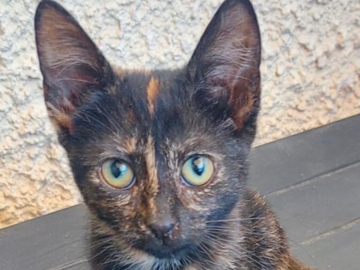 Adozione gatto, femmina, Razza sconosciuta Razza sconosciuta, 2 mesi, taglia non valida, Crotone