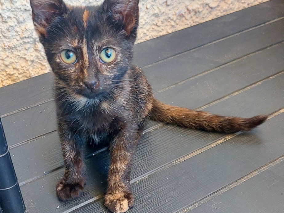 Adotta un gatto, taglia non valida, femmina, Crotone