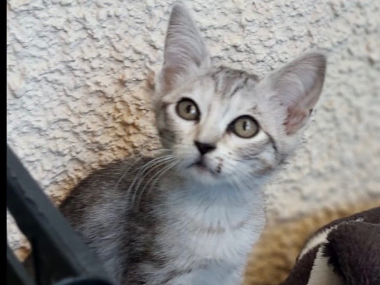 Adozione gatto, femmina, Razza sconosciuta Razza sconosciuta, 2 mesi, taglia non valida, Crotone