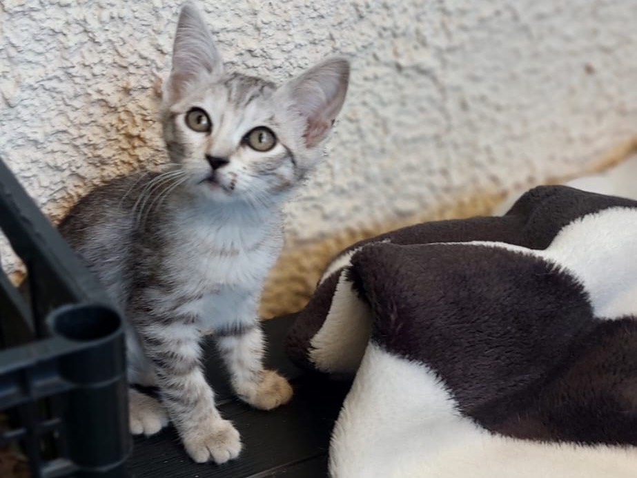 Adotta un gatto, femmina, 2 mesi, Crotone