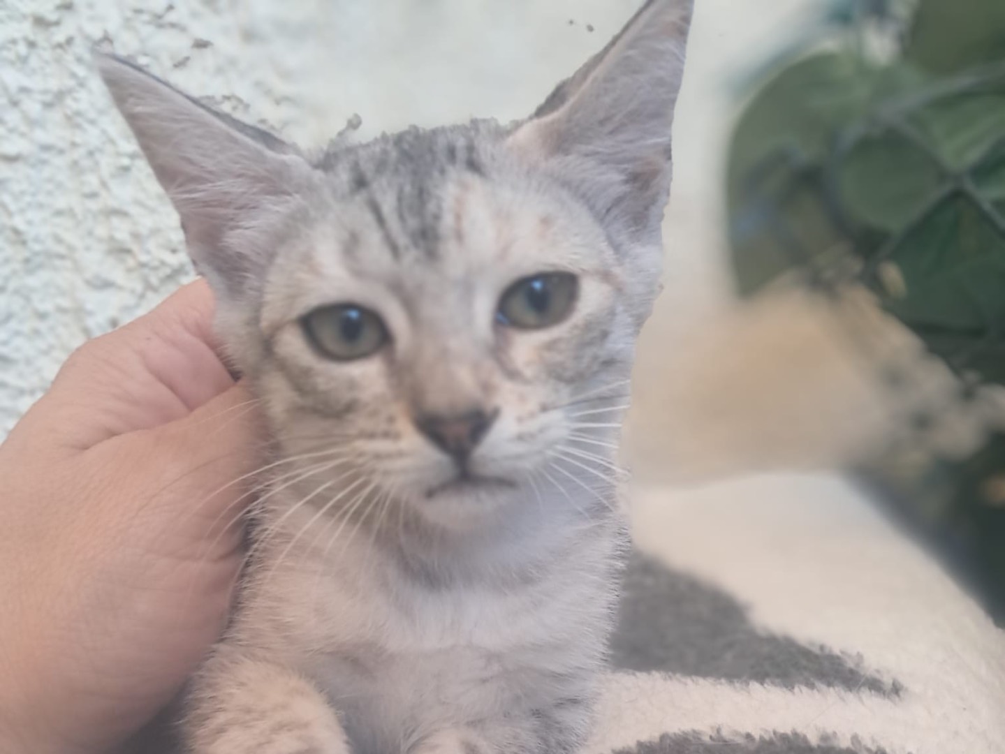 Adozione gatto, femmina, Razza sconosciuta Razza sconosciuta, 3 mesi, taglia non valida, Crotone