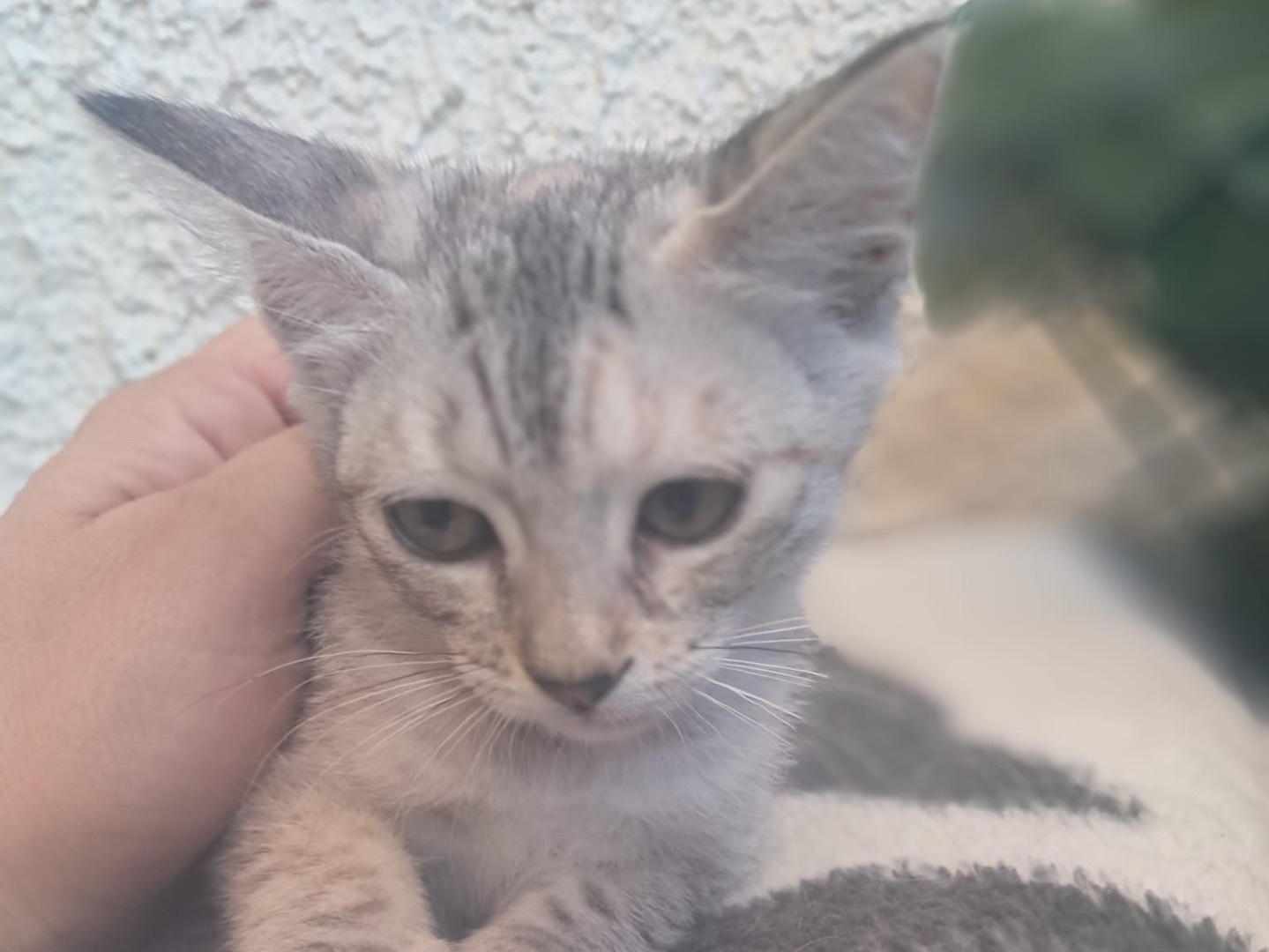 Adotta un gatto, femmina, 3 mesi, Crotone