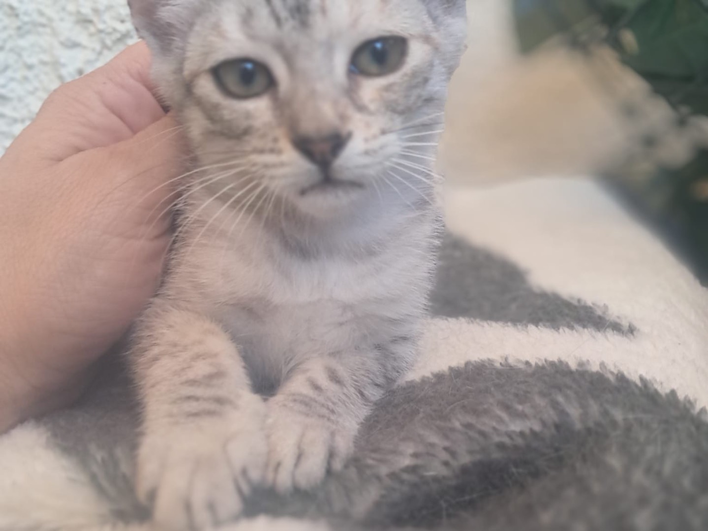Adotta un gatto, taglia non valida, femmina, Crotone