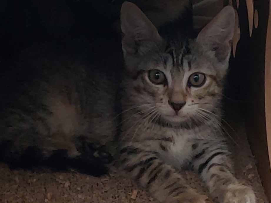 Adozione gatto, femmina, Razza sconosciuta Razza sconosciuta, 2 mesi, taglia non valida, Crotone