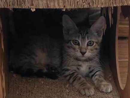Adotta un gatto, femmina, 2 mesi, Crotone