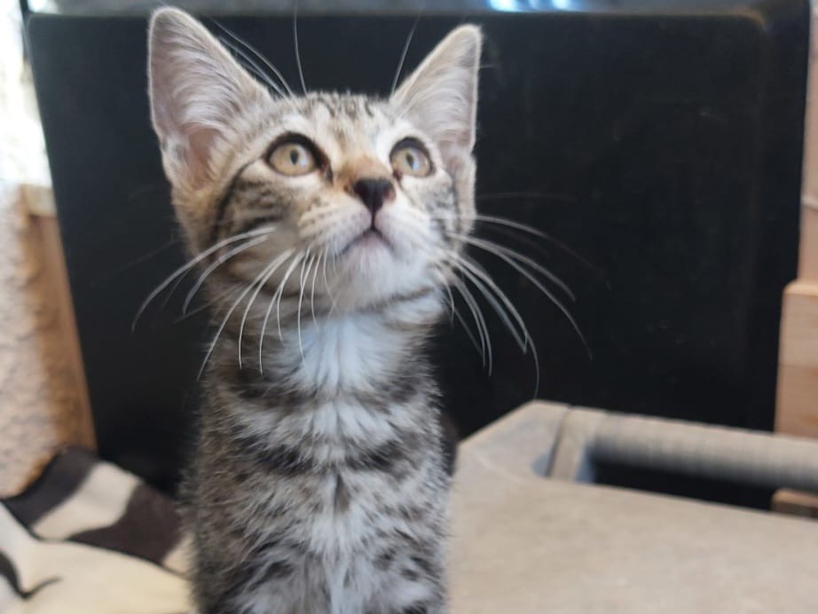 Adotta un gatto, taglia non valida, femmina, Crotone