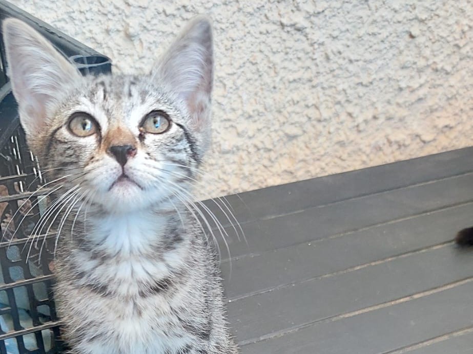 Vuoi adottare un gatto a Crotone?