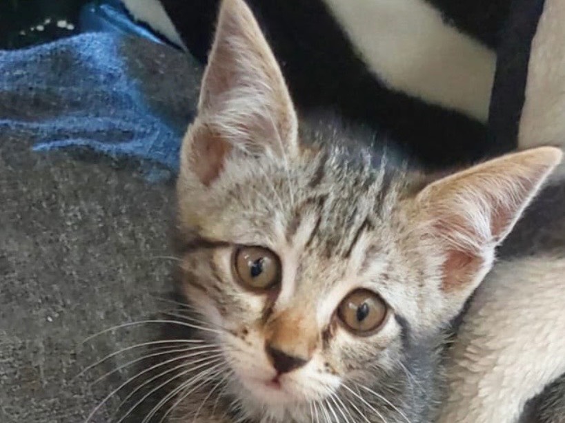 Adozione gatto, femmina, Razza sconosciuta Razza sconosciuta, 2 mesi, taglia non valida, Crotone
