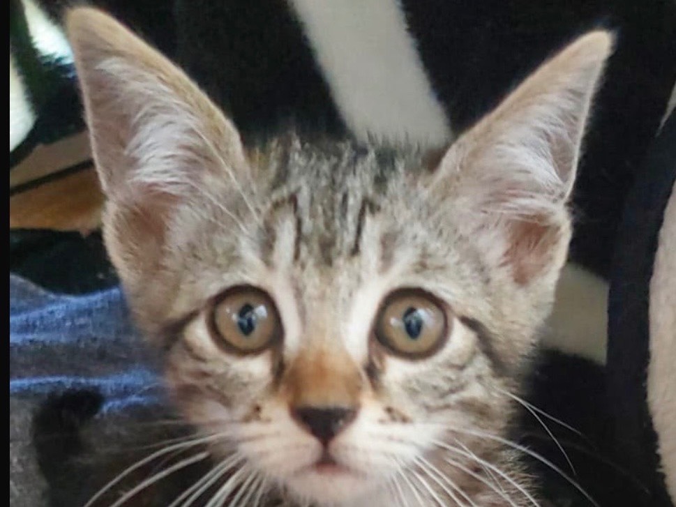 Adotta il gatto MINU a Crotone