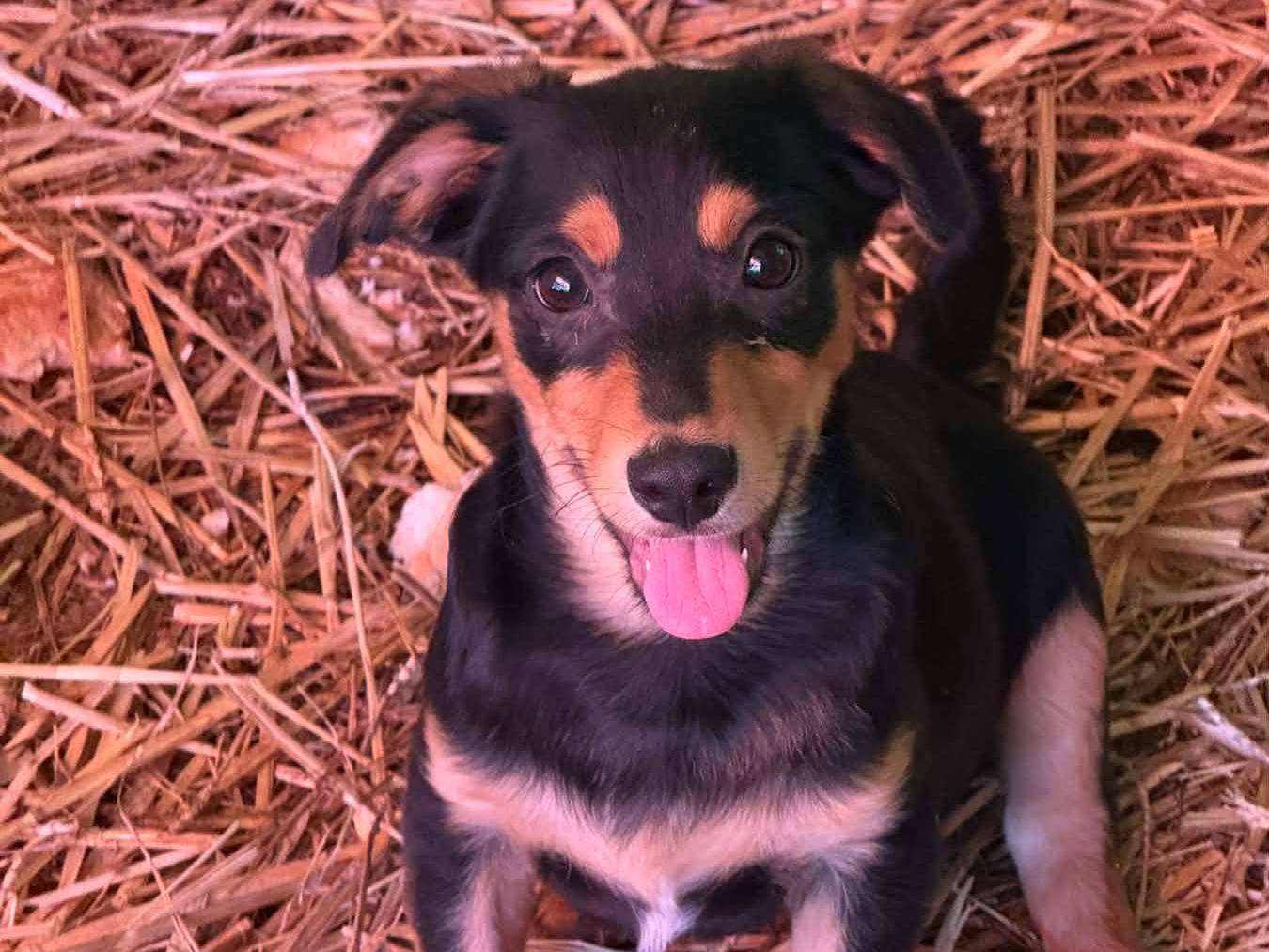 Adotta un cane, maschio, 2 mesi, Firenze