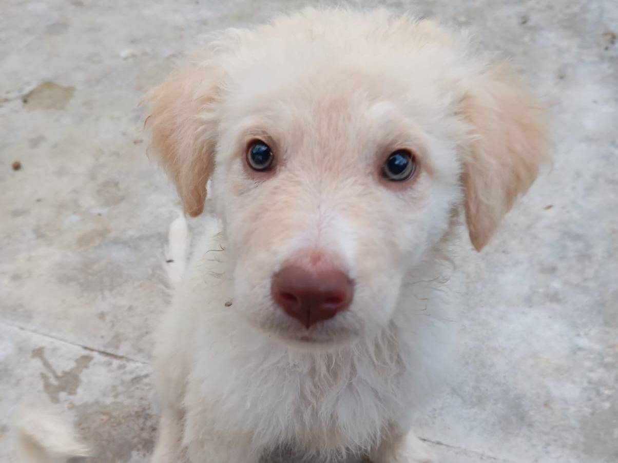 Adozione cane, maschio, Golden Retriever Razza sconosciuta, 2 mesi, taglia media, Caserta