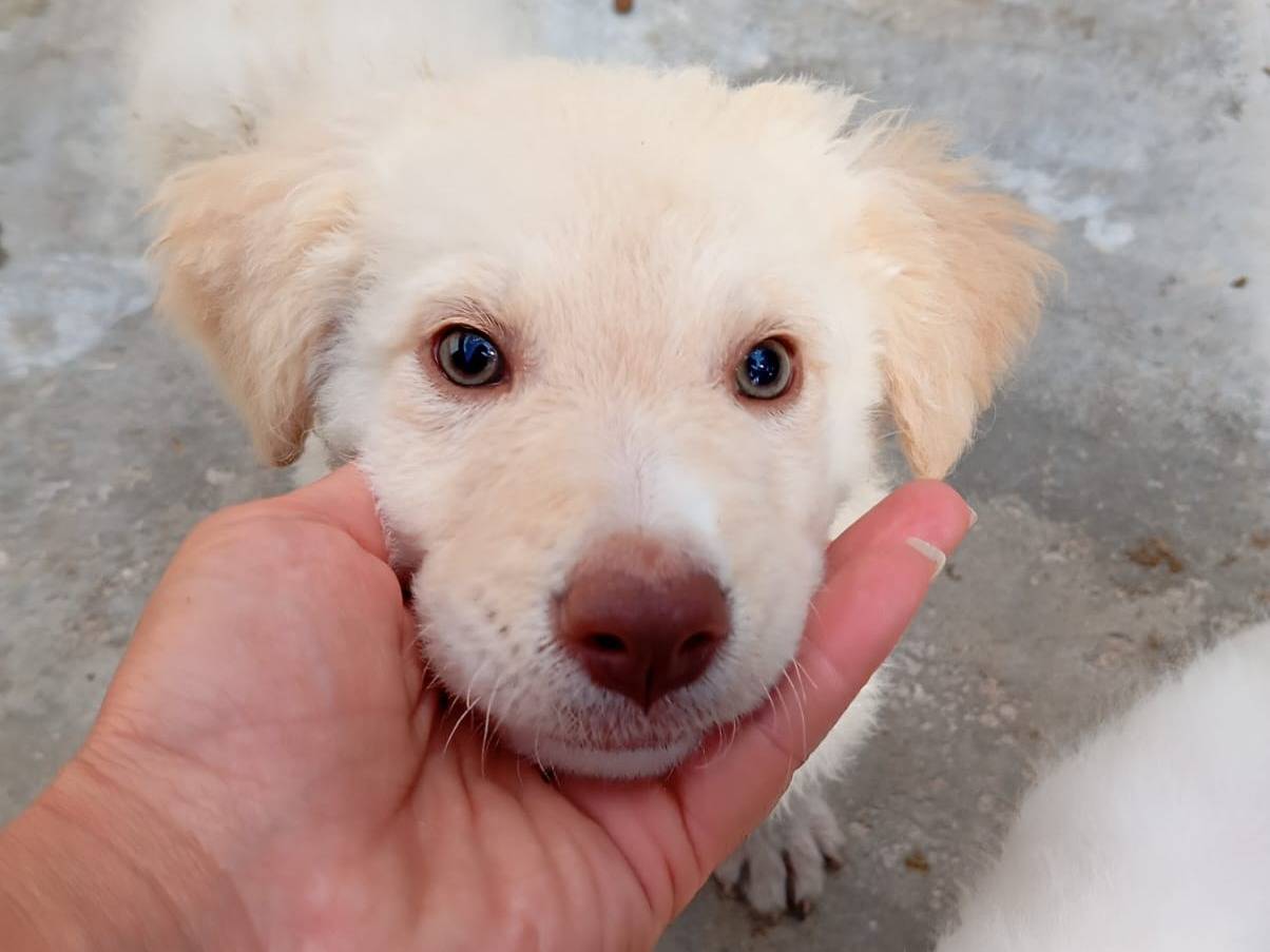 Adotta un cane, maschio, 2 mesi, Caserta