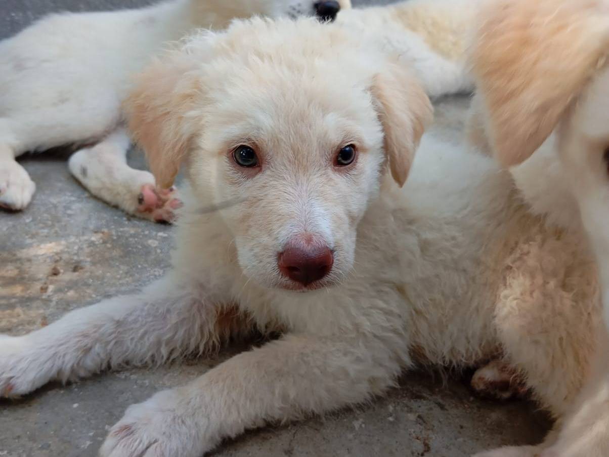 Adotta un cane, taglia media, maschio, Caserta
