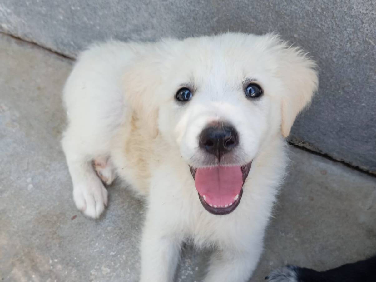 Adotta un cane, maschio, 2 mesi, Caserta
