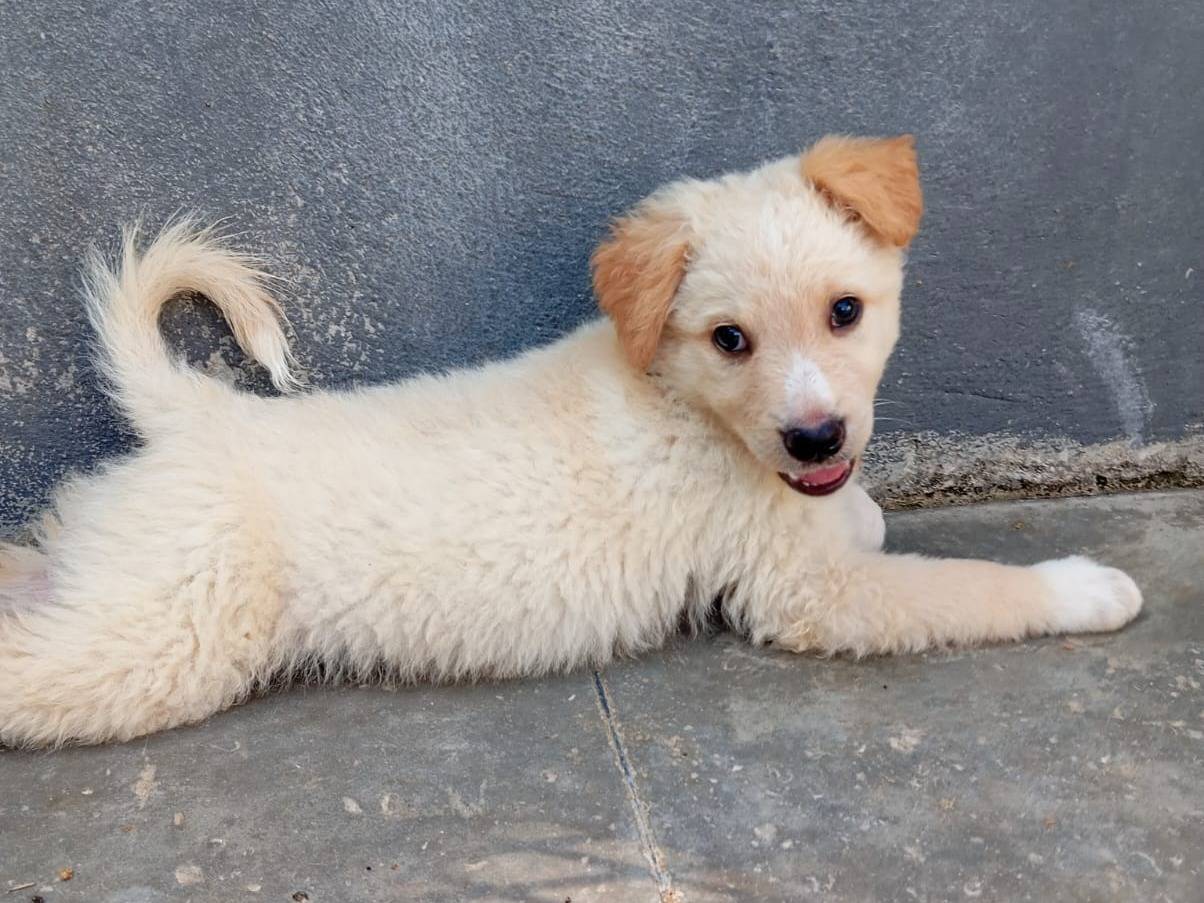 Adozione cane, maschio, Golden Retriever Razza sconosciuta, 2 mesi, taglia media, Caserta