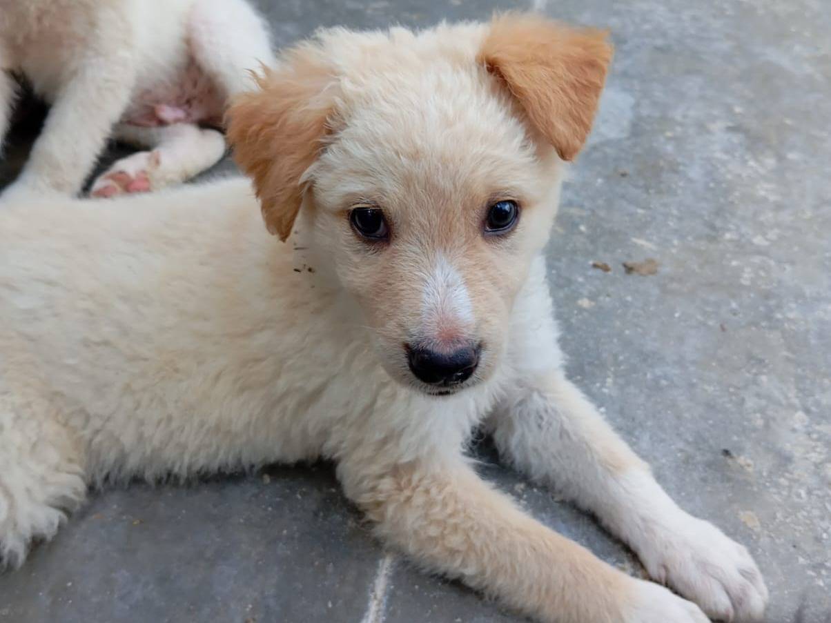 Adotta un cane, maschio, 2 mesi, Caserta
