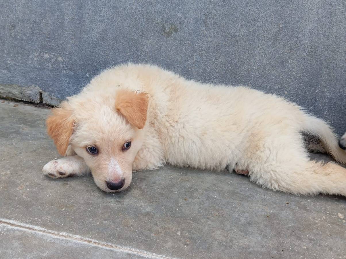 Adotta un cane, taglia media, maschio, Caserta