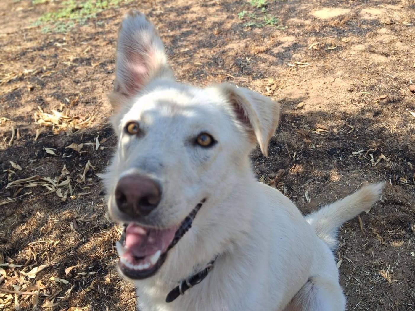 Adozione cane, femmina, Razza sconosciuta Razza sconosciuta, 1 anno e 1 mese, taglia media, Crotone
