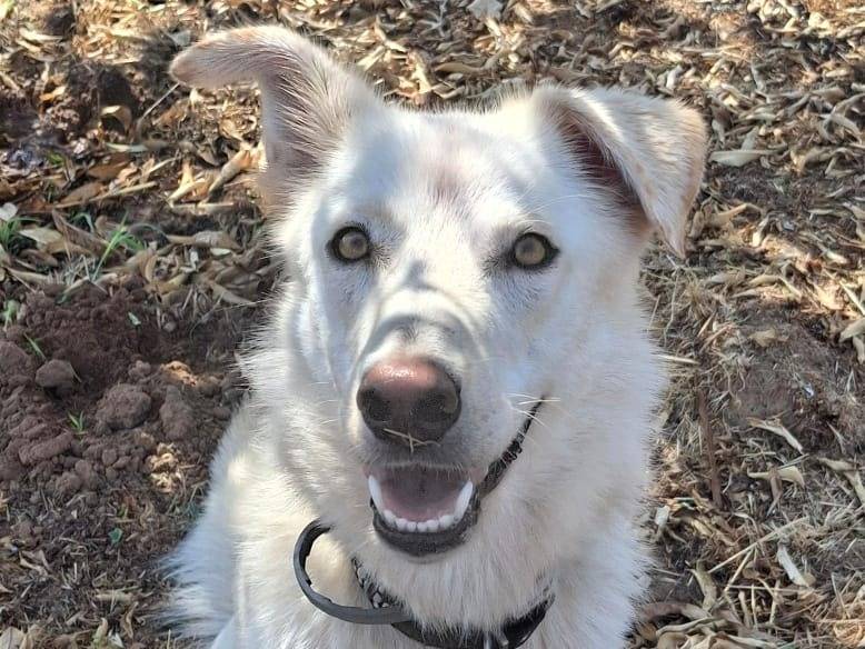 Adotta un cane, femmina, 1 anno e 1 mese, Crotone