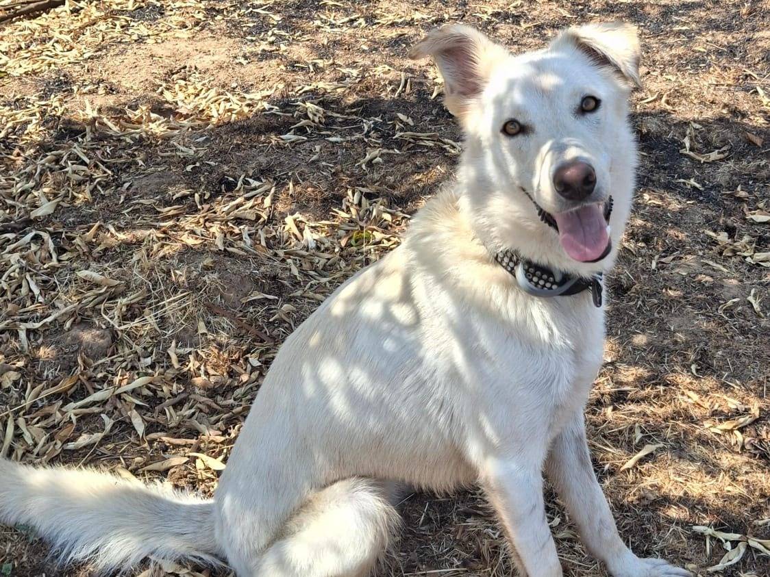 Adotta un cane, taglia media, femmina, Crotone