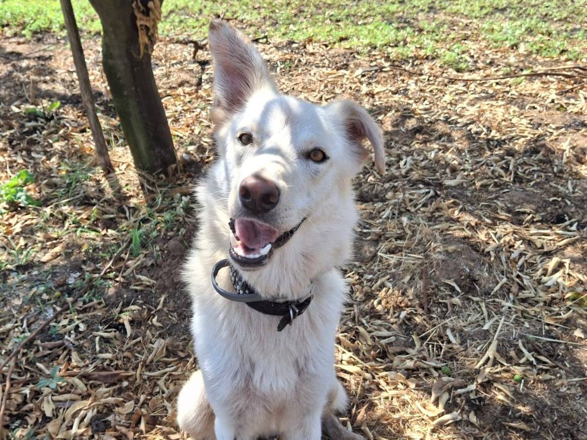 Vuoi adottare un cane a Crotone?