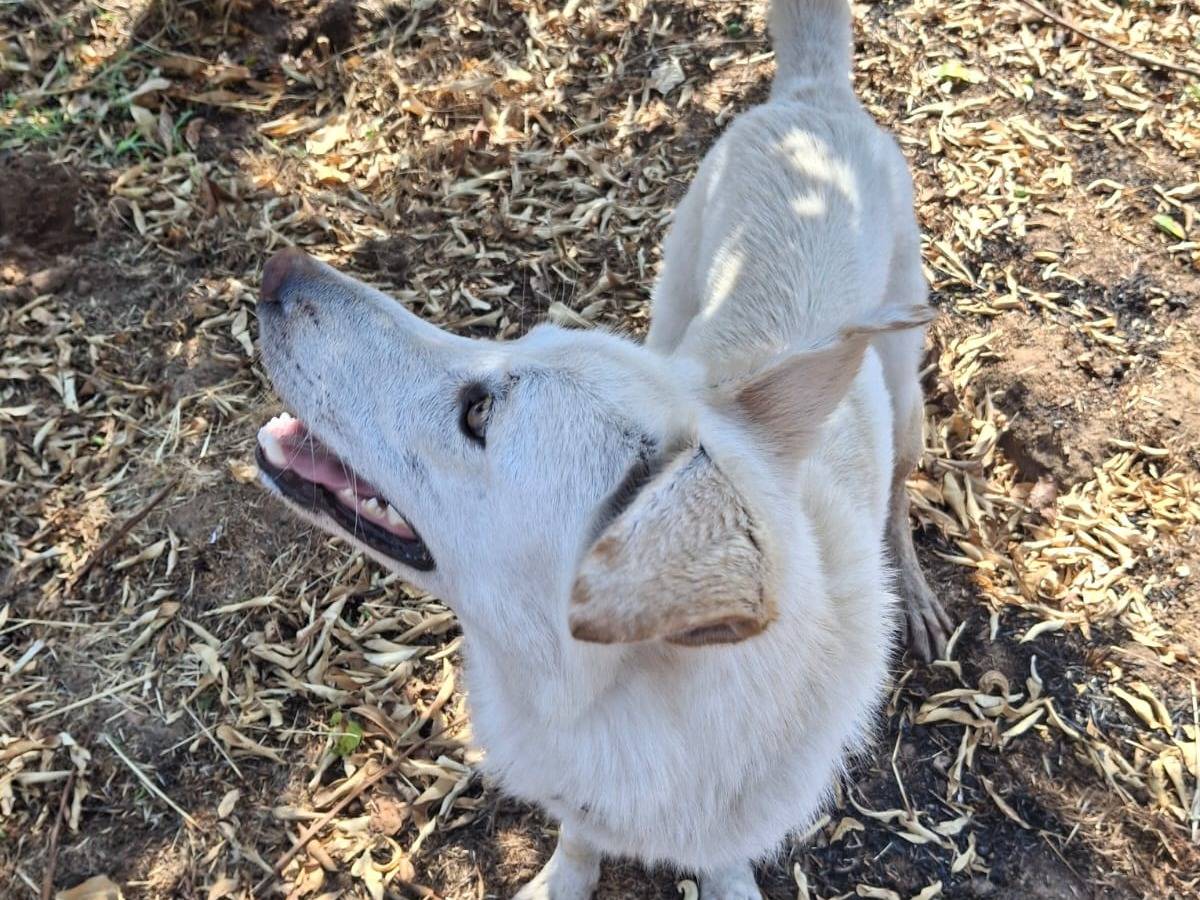Adotta il cane Luna a Crotone