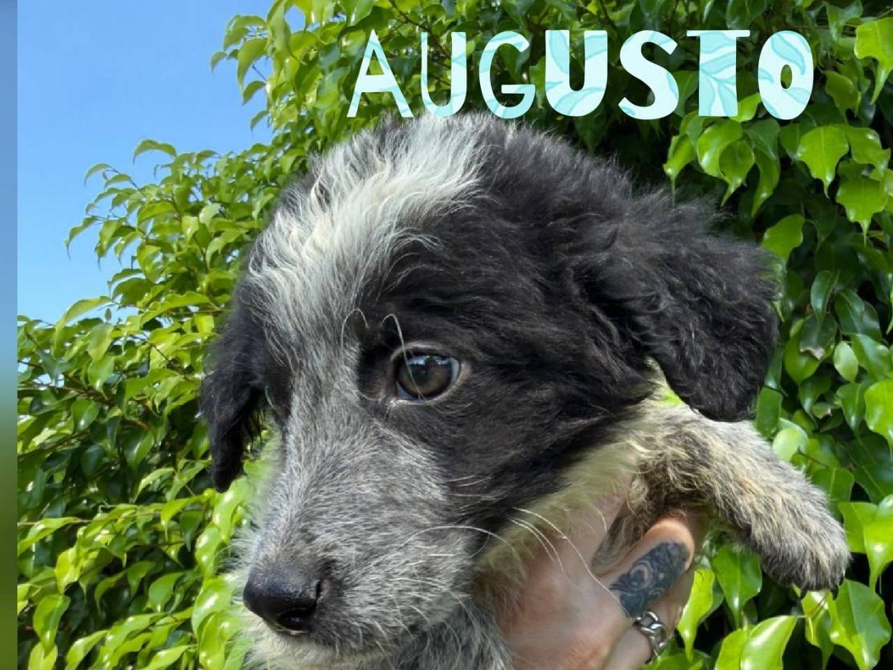 Adozione cane, maschio, Razza sconosciuta Razza sconosciuta, 2 mesi, taglia media, Crotone