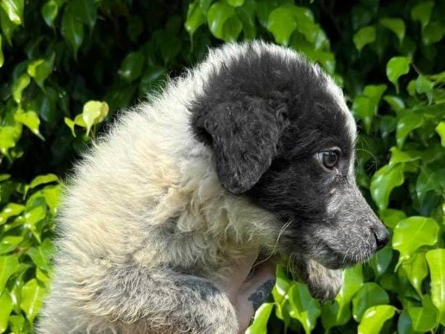Adotta un cane, maschio, 2 mesi, Crotone
