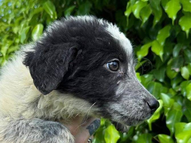 Adotta un cane, taglia media, maschio, Crotone
