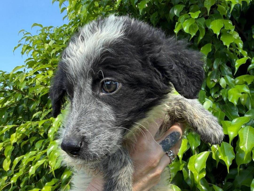 Vuoi adottare un cane a Crotone?