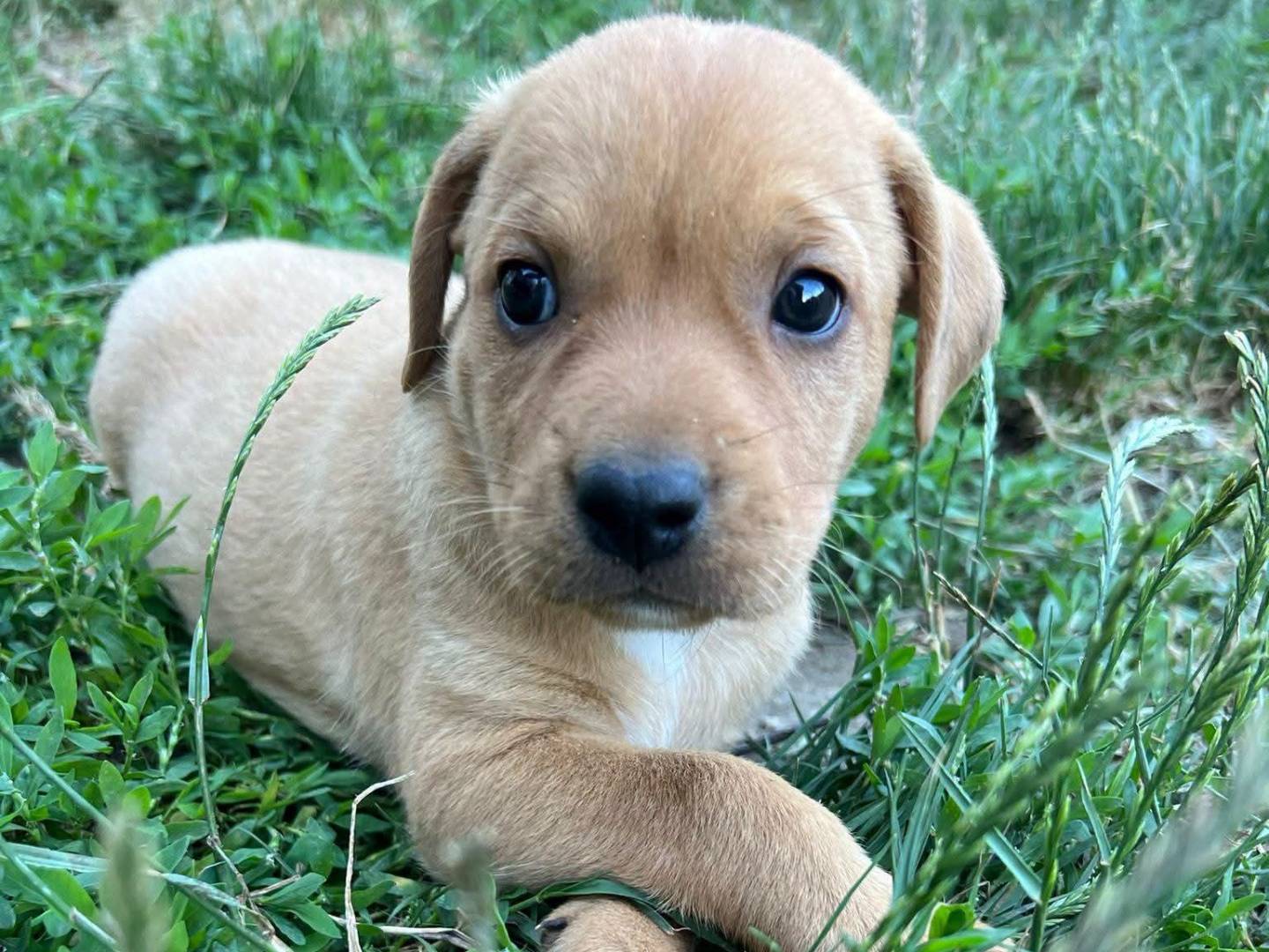 Adozione cane, femmina, Razza sconosciuta Razza sconosciuta, 2 mesi, taglia media contenuta, Avellino