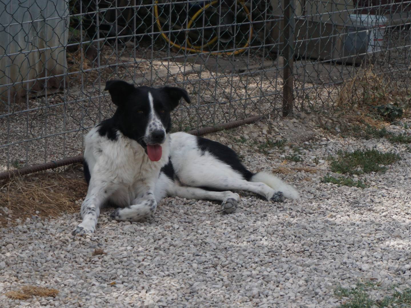 Foto 3 dell'animale