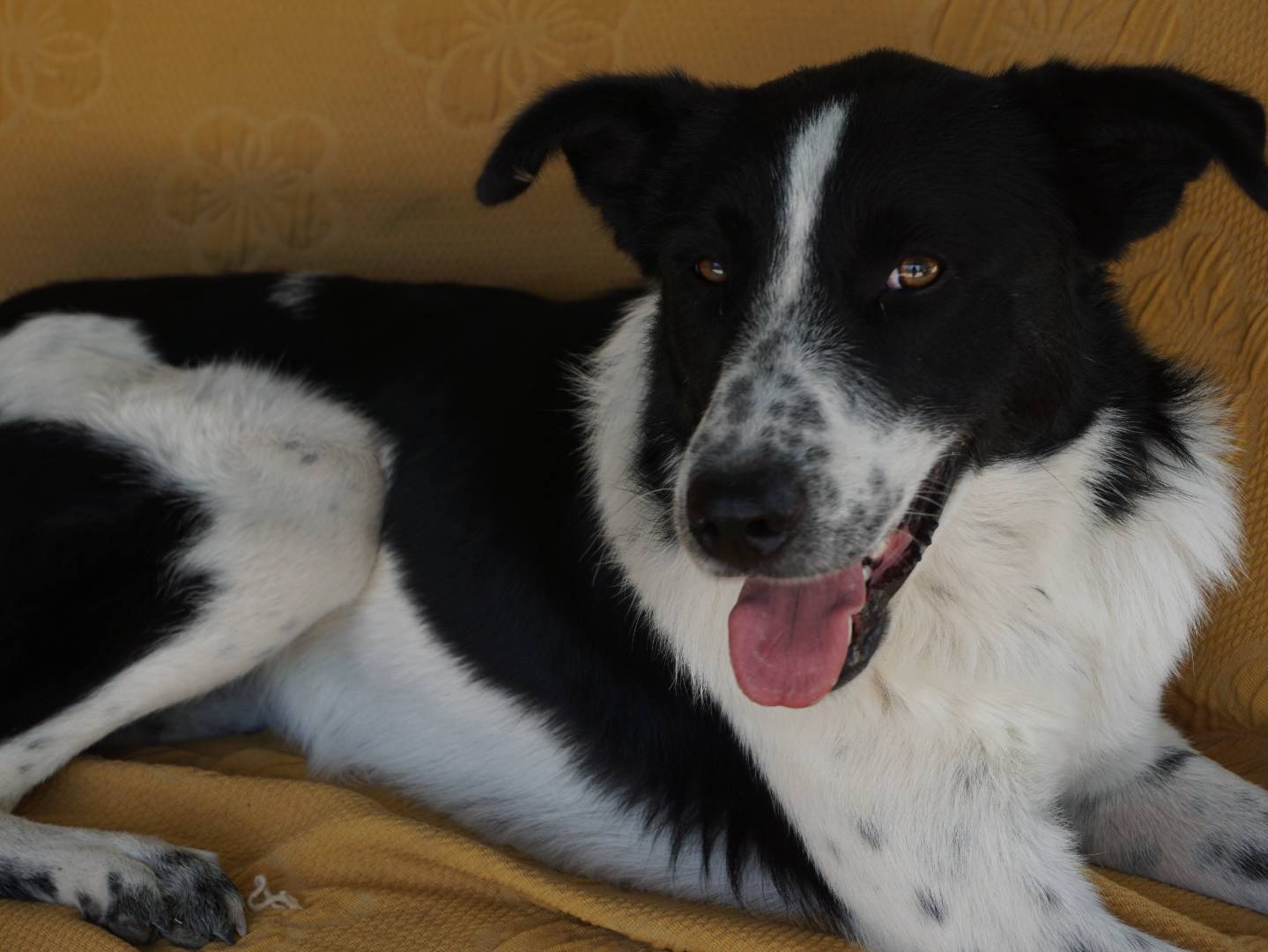 Vuoi adottare un cane a Pescara?