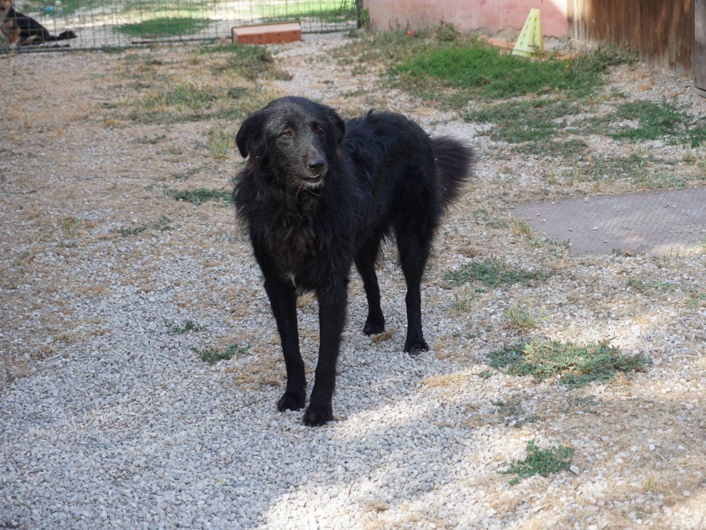 Adotta un cane, femmina, 3 anni e 4 mesi, Pescara