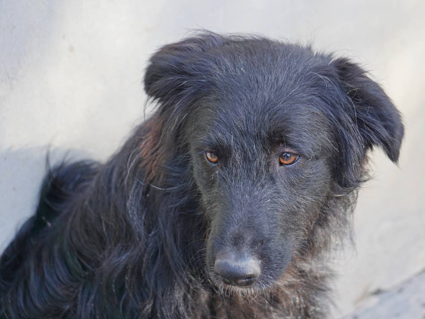Vuoi adottare un cane a Pescara?